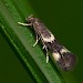 Female • Uffmoor Wood, Worcs. Ex. Mine. • © Patrick Clement