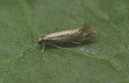 Elachista canapennella