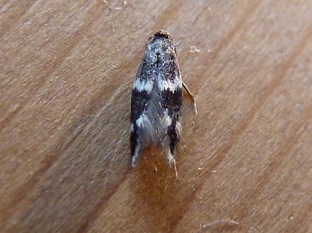 Elachista canapennella