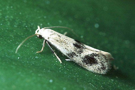 Elachista maculicerusella