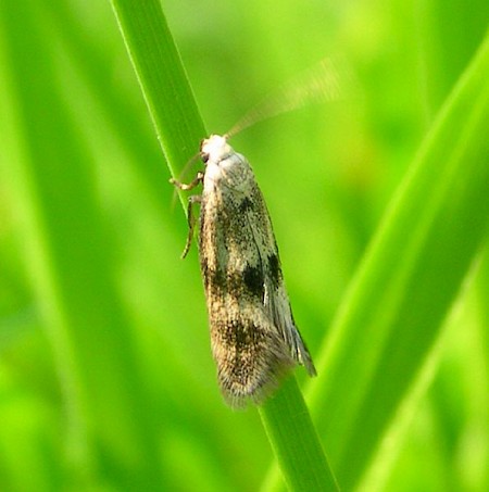 Elachista maculicerusella