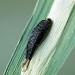 Pupal case • Cromwell Bottom NR, West Yorkshire • © Ian Kimber