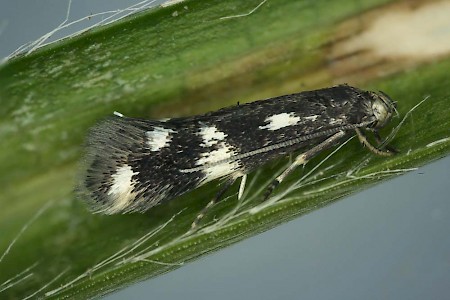 Elachista trapeziella