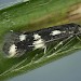 Adult • Mill Mouth, Devon, ex. Larva • © Bob Heckford