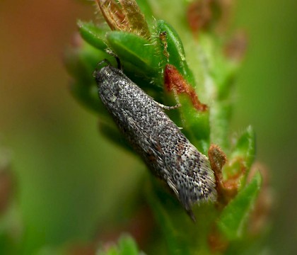 Adult &bull; Chartley Moss, Staffordshire &bull; &copy; Patrick Clement