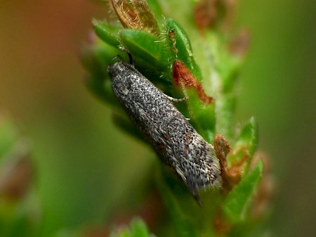 Elachista serricornis