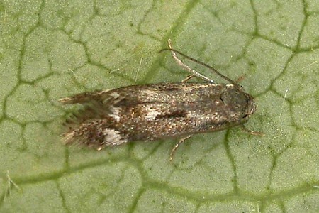 Elachista utonella