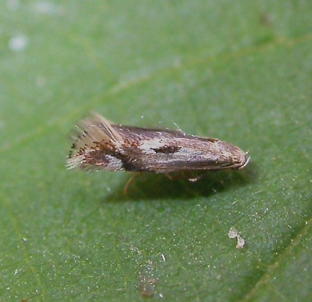 Elachista utonella