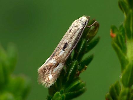 Elachista albidella