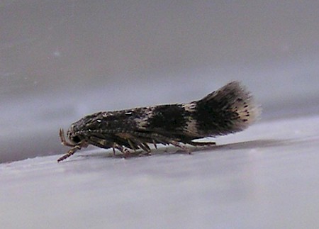 Elachista freyerella