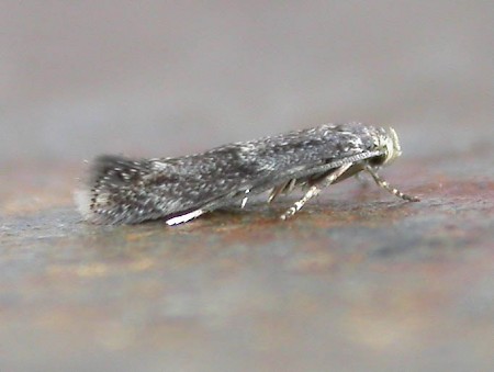 Elachista freyerella