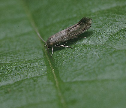 Adult &bull; Studham, Bedfordshire &bull; &copy; Charles Baker