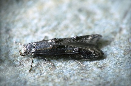 Blastodacna hellerella