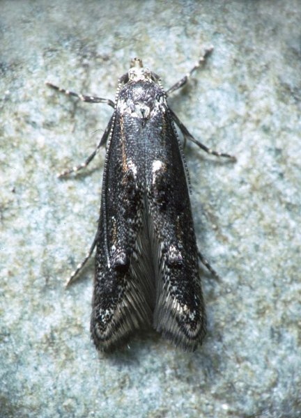 Blastodacna hellerella