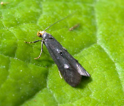 Adult &bull; Denham, Suffolk &bull; &copy; Nigel Whinney