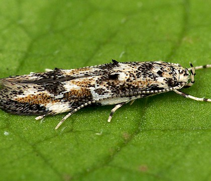 Adult &bull; Crown East, Worcestershire &bull; &copy; Oliver Wadsworth