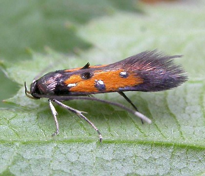 Adult &bull; Chistchurch, Dorset &bull; &copy; Robert Chapman
