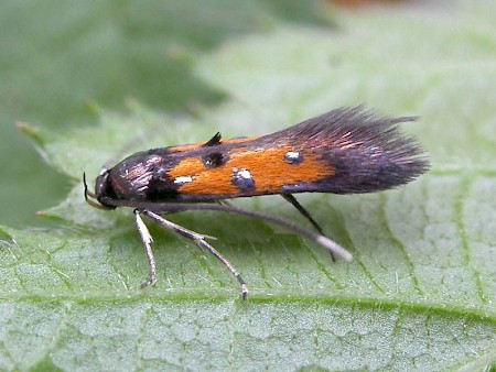 Chrysoclista linneella