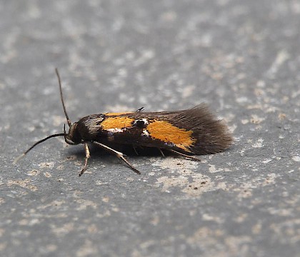 Adult &bull; Harlech, Gwynedd &bull; &copy; Helen Bantock