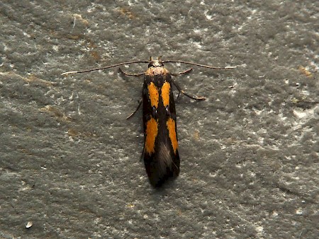 Chrysoclista lathamella