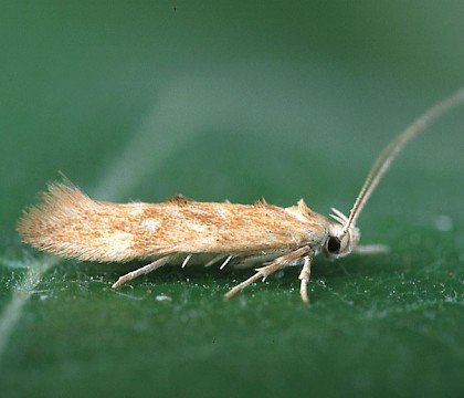 Adult &bull; Shelley Whins, W. Yorks. &bull; &copy; Ian Kimber