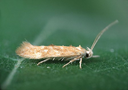 Mompha ochraceella