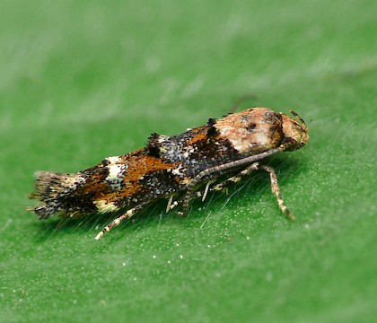 Adult &bull; Hunthouse Wood, Worcestershire &bull; &copy; Patrick Clement