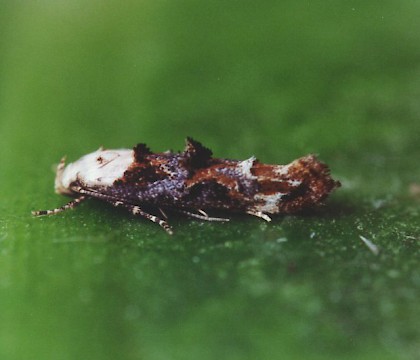 Adult &bull; Littleborough, Lancashire &bull; &copy; Ian Kimber