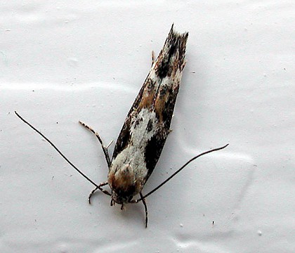 Adult &bull; Harlech, Gwynedd &bull; &copy; Helen Bantock