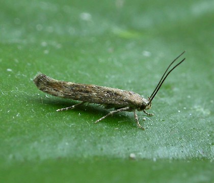 Adult &bull; &copy; Patrick Clement