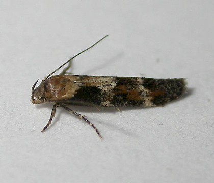 Adult &bull; Westcott, Buckinghamshire, gen. det. P. Hall &bull; &copy; Dave Wilton