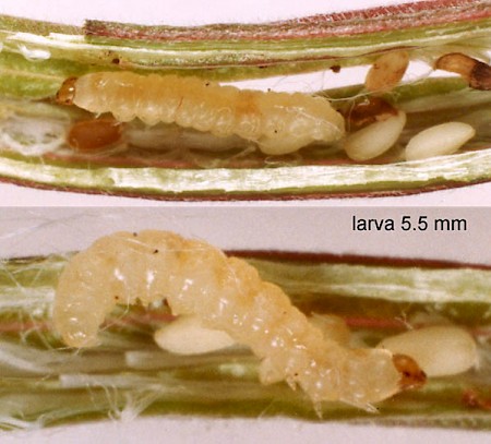 Mompha subbistrigella