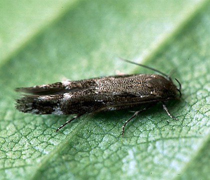 Adult &bull; Littleborough, Lancashire &bull; &copy; Ian Kimber