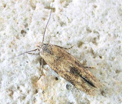 Adult &bull; &copy; Ben Smart