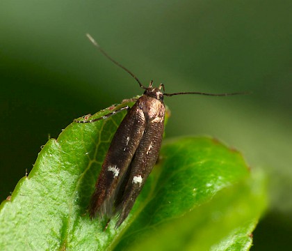Adult &bull; Halesowen, West Midlands &bull; &copy; Patrick Clement