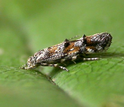Adult &bull; Warton Crag, Lancashire &bull; &copy; Ben Smart