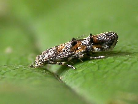 Mompha miscella