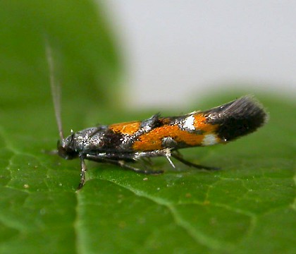 Adult &bull; Rixton, Warrington &bull; &copy; Ben Smart