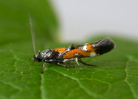 Mompha locupletella