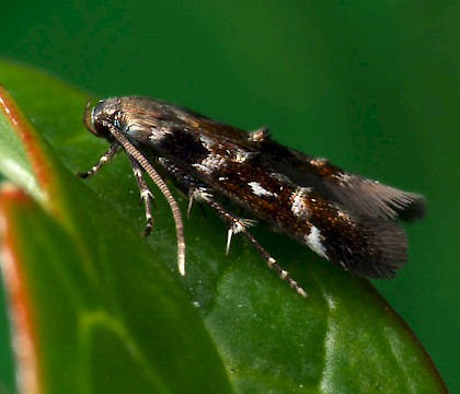 Adult &bull; &copy; Oliver Wadsworth