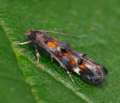 Adult &bull; Ex. mine on Rosebay willhowherb, Halesowen, W. Midlands &bull; &copy; Patrick Clement