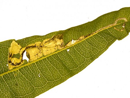 Mompha raschkiella