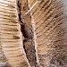 Feeding • Feeding signs in pith of seedhead of Dipsacus fullonum • © Ian Smith