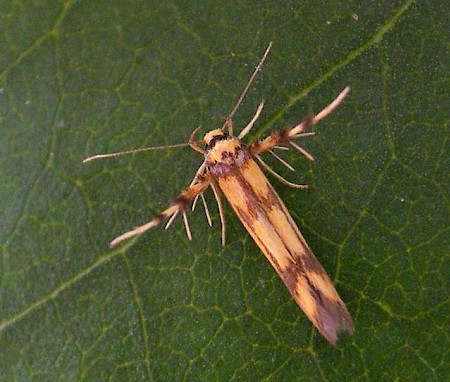 Stathmopoda pedella