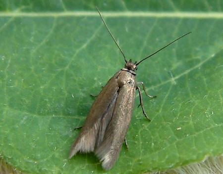 Scythris fallacella