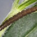 Larva • Warton Crag, Lancashire • © Bob Heckford