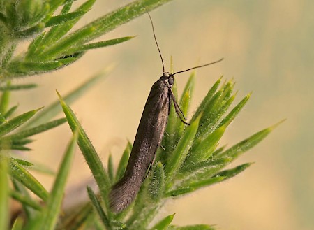 Scythris grandipennis