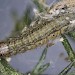 Larva • Crownhill Down, S. Devon • © Bob Heckford