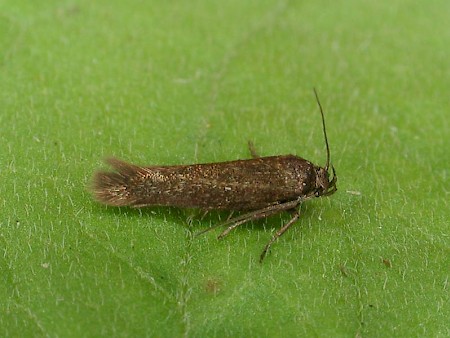 Scythris picaepennis