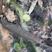 Larva • South Devon, on Lotus corniculatus • © Bob Heckford